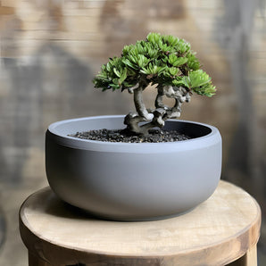 Flad minimalistisk bonsai potte til planter