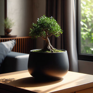 Moderne Rund Bonsai Potte Til Planter
