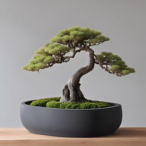 Vaso rotondo con drenaggio per alberi bonsai
