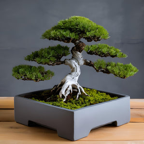 Vaso quadrato minimalista per alberi bonsai
