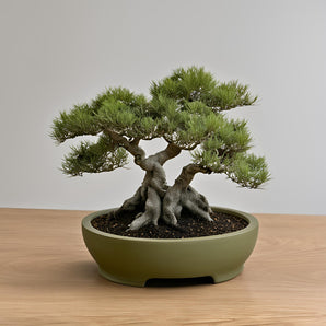 Vaso per bonsai rotondo con piccolo piede stabile