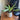 Vaso da fiori Mid Century Modern con piattino
