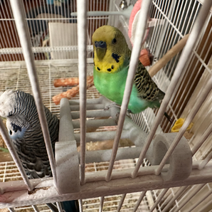 Divertente scala per uccelli per parrocchetti e parrocchetti